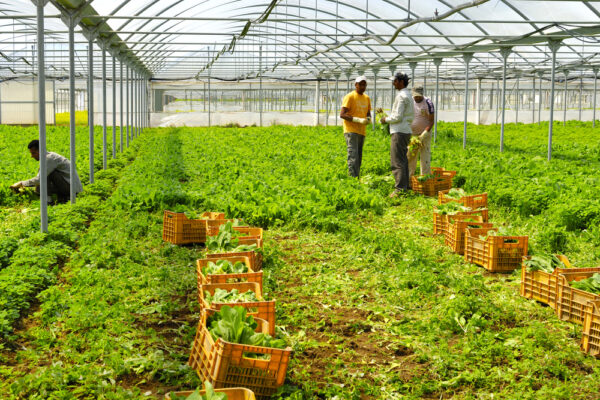 PRESENTATION DE L’ENGRAIS ORGANIQUE FOLIAIRE